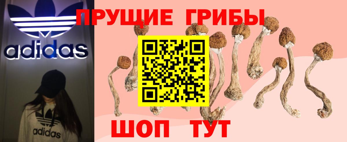 Псилоцибиновые грибы Psilocybe Ульяновск